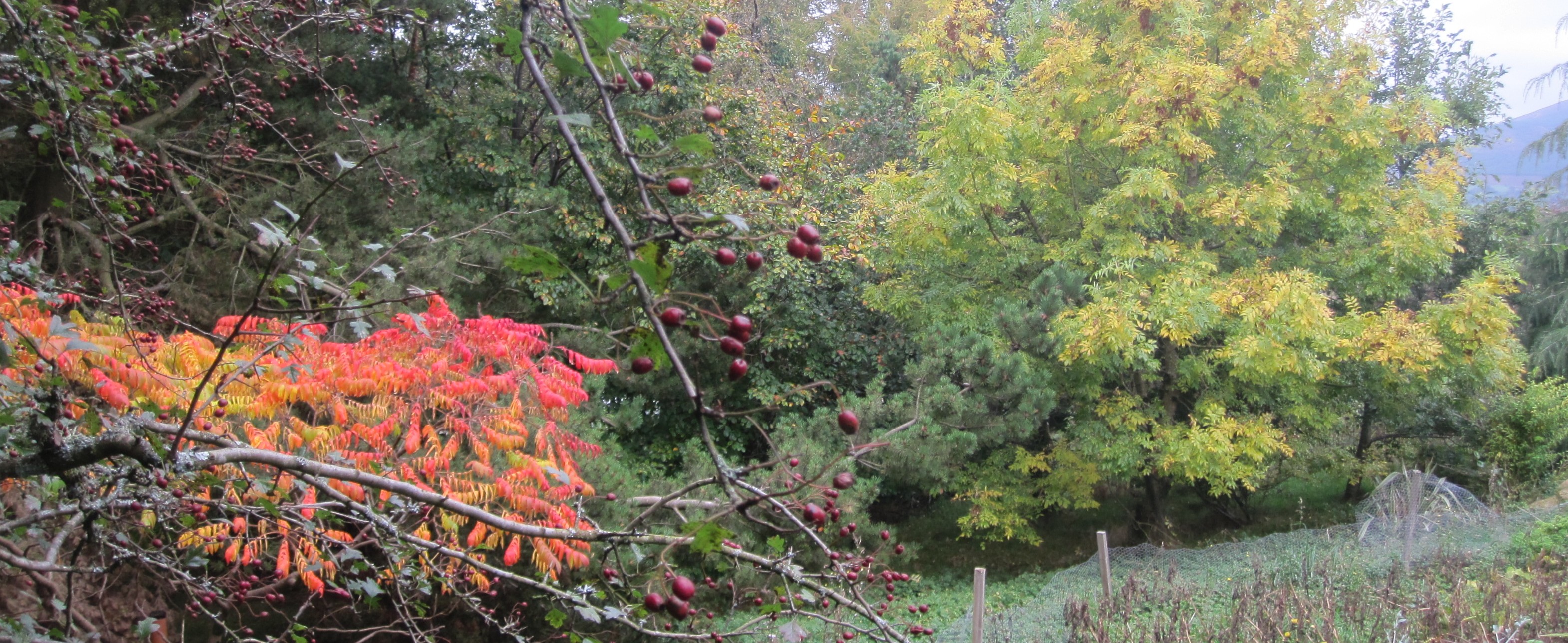 Autumn in Glen of Imaal